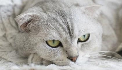 Milansports：在米兰的体育热潮与生活美学